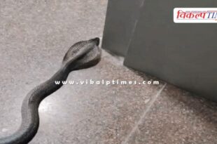 A 4-foot-long cobra entered an ATM in kota