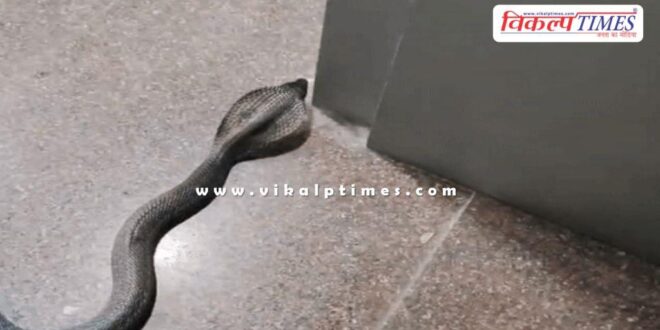 A 4-foot-long cobra entered an ATM in kota