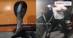 A 5 and a half feet long cobra entered the house in kota