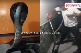 A 5 and a half feet long cobra entered the house in kota