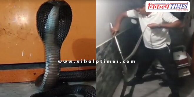A 5 and a half feet long cobra entered the house in kota