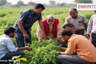 Assessing the crop damage, farmers will be given assistance in jaipur