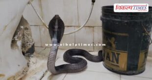 Cobra snake entered the doctors room in kota