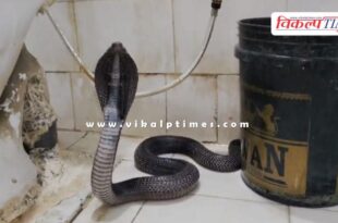 Cobra snake entered the doctors room in kota