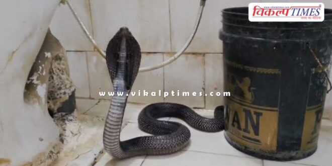 Cobra snake entered the doctors room in kota
