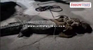 Crocodile appeared in the colony, crowd gathered to see it in kota