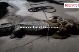 Crocodile appeared in the colony, crowd gathered to see it in kota