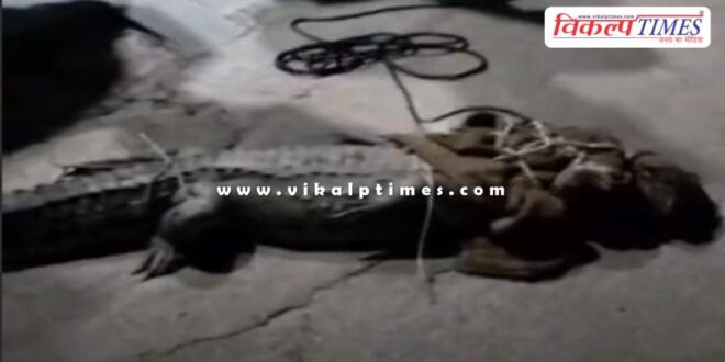 Crocodile appeared in the colony, crowd gathered to see it in kota