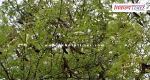 Deputy forest conservator suspended in Baran