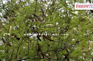 Deputy forest conservator suspended in Baran
