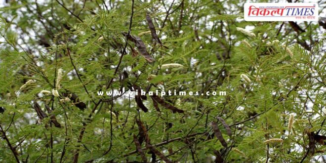 Deputy forest conservator suspended in Baran