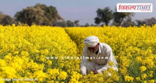 Farmers should do advanced mustard cultivation under favorable conditions till October 15.