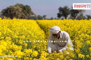 Farmers should do advanced mustard cultivation under favorable conditions till October 15.
