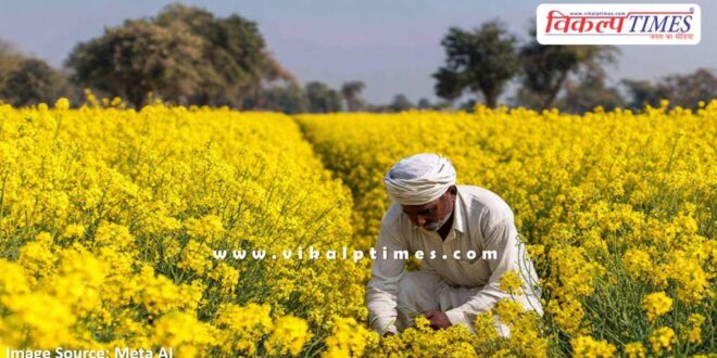 Farmers should do advanced mustard cultivation under favorable conditions till October 15.