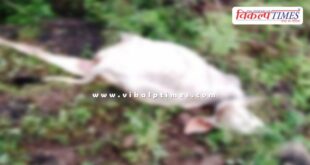 Panther cows calf bonli sawai madhopur news 08 Sept 25