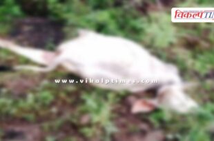 Panther cows calf bonli sawai madhopur news 08 Sept 25