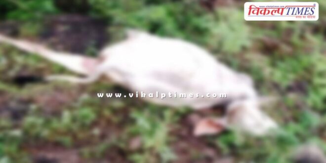 Panther cows calf bonli sawai madhopur news 08 Sept 25