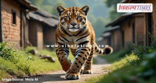 Panther movement in Thadauli of bonli sawai madhopur