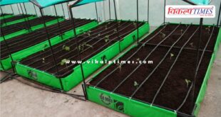 Vegetable cultivation will be done on private residential rooftops in jaipur
