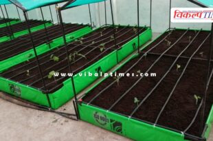 Vegetable cultivation will be done on private residential rooftops in jaipur