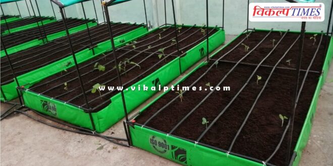 Vegetable cultivation will be done on private residential rooftops in jaipur