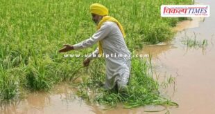 floods in Punjab, three lakh acres of crops destroyed