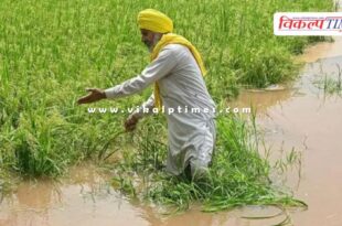 floods in Punjab, three lakh acres of crops destroyed