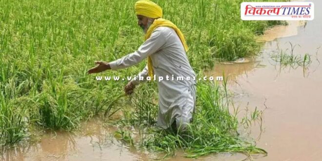 floods in Punjab, three lakh acres of crops destroyed