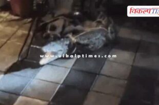 A 5-foot-long crocodile entered a multi-story building in kota