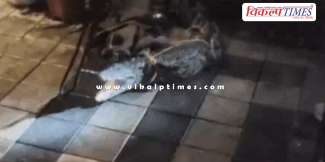 A 5-foot-long crocodile entered a multi-story building in kota