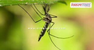 Mosquitoes were seen for the first time in iceland Europe