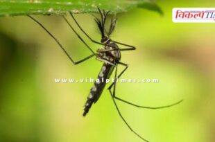 Mosquitoes were seen for the first time in iceland Europe