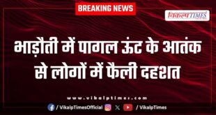 Panic spread among people due to a mad camel in Bhadoti Sawai madhopur.