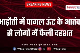 Panic spread among people due to a mad camel in Bhadoti Sawai madhopur.