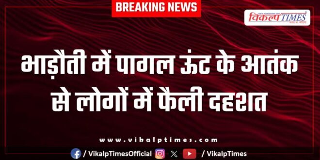 Panic spread among people due to a mad camel in Bhadoti Sawai madhopur.