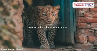 Panther movement continues in bonli Sawai madhopur