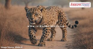 Panther movment in bonli sawai madhopur