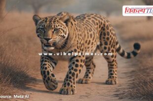 Panther movment in bonli sawai madhopur