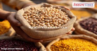Purchase of pulses and oilseeds at minimum support price in rajasthan