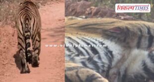 The cub of Ranthambore's famous tigress Riddhi was injured