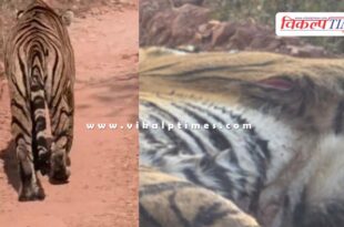 The cub of Ranthambore's famous tigress Riddhi was injured