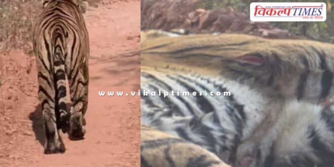 The cub of Ranthambore's famous tigress Riddhi was injured