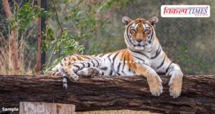 Tiger and Lion Safari closed in national biological park jaipur