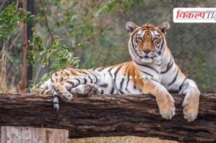 Tiger and Lion Safari closed in national biological park jaipur