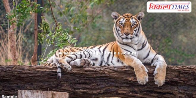 Tiger and Lion Safari closed in national biological park jaipur
