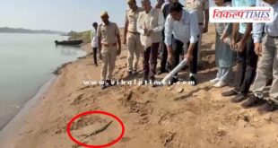 10 gharial were released into the Chambal River in sawai madhopur