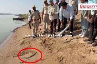 10 gharial were released into the Chambal River in sawai madhopur