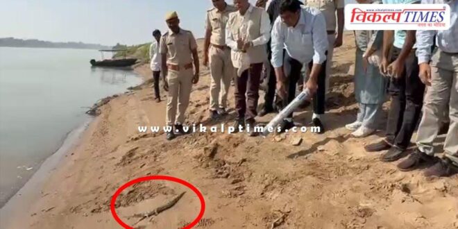 10 gharial were released into the Chambal River in sawai madhopur