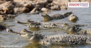 30 baby gharials will be released in the Chambal river today in sawai madhopur