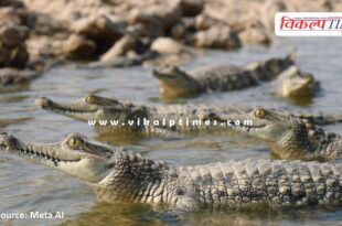 30 baby gharials will be released in the Chambal river today in sawai madhopur